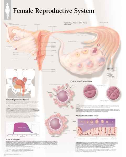 Female Reproductive System Chart