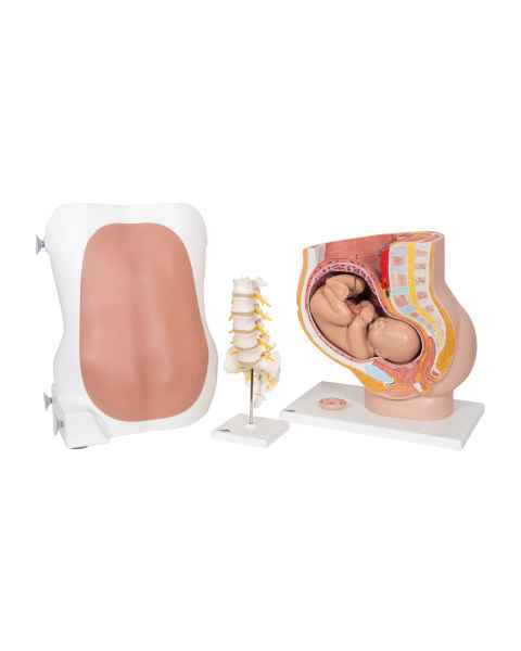 3B Scientific 8000874 Anesthesiology Lab Set