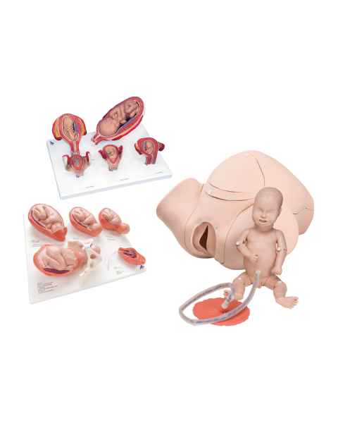 3B Scientific 8000877 Obstetrics Lab Basic Set