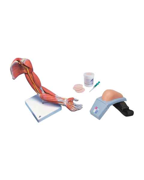 3B Scientific 8000886 Upper Intramuscular Injection Training Set