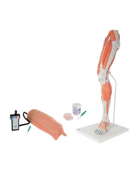 3B Scientific 8000887 Lower Intramuscular Injection Training Set