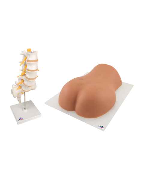 3B Scientific 8000890 Lumbar Spinal Injection Kit