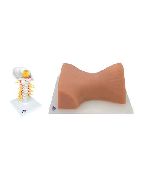 3B Scientific 8000891 Cervical Spinal Injection Kit