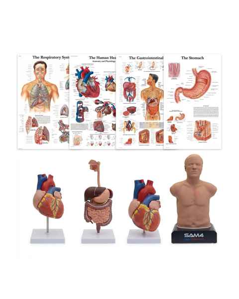 3B Scientific 8000996 Advanced Lab Auscultation Training Set