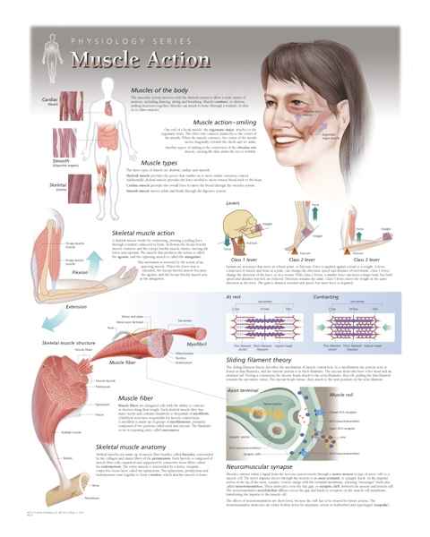 Muscle Anatomical Posters | Muscle Anatomy Charts