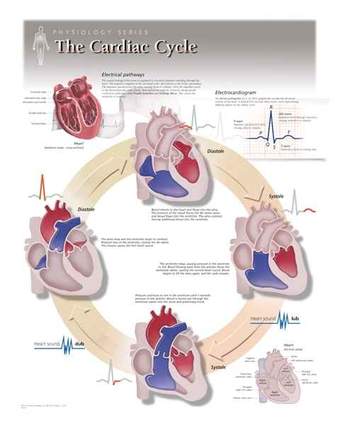 The Cardiac Cycle Laminated