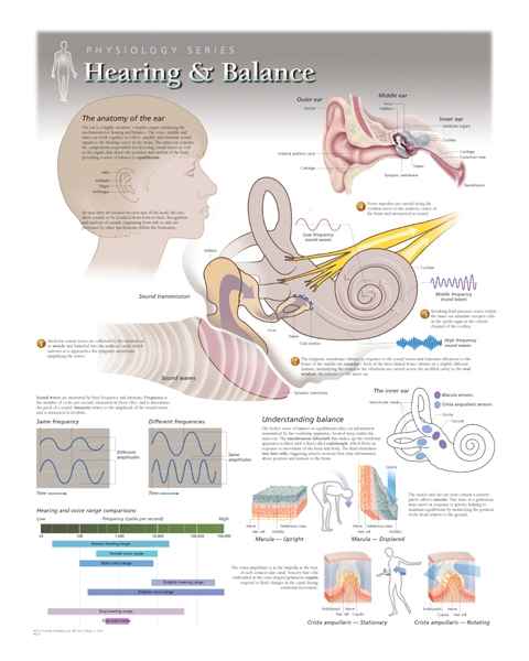 Hearing & Balance Laminated