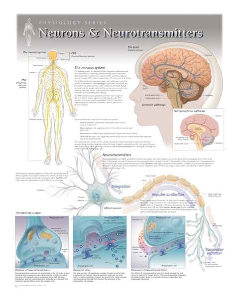 Neurons & Neurotransmitters Laminated