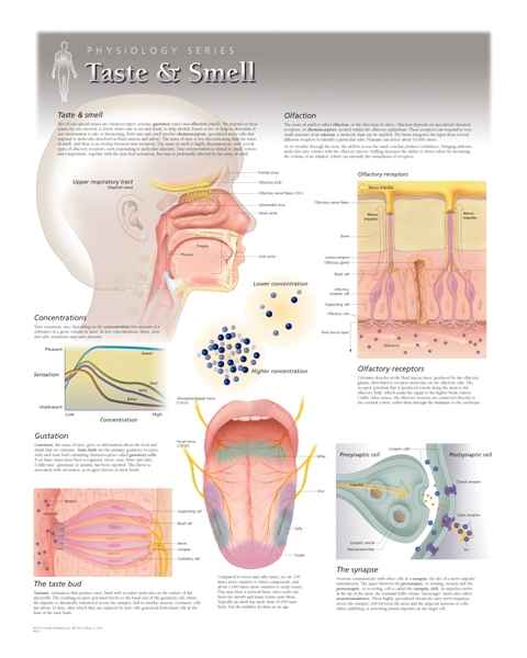 Taste & Smell Laminated