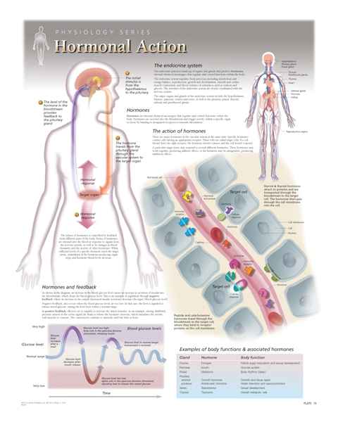 Hormonal Action Laminated