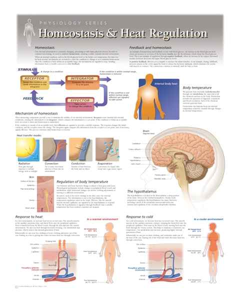 Homeostasis & Heat Regulation Laminated