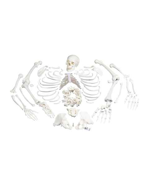 Disarticulated Full Skeleton with 3 Part Skull