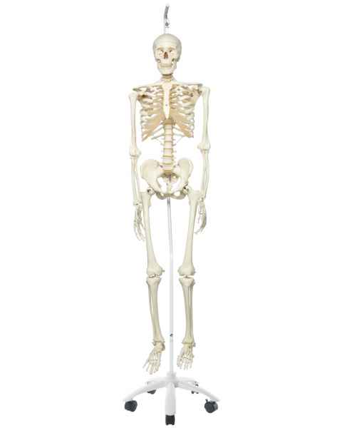 Stan the Standard Skeleton on Hanging Roller Stand