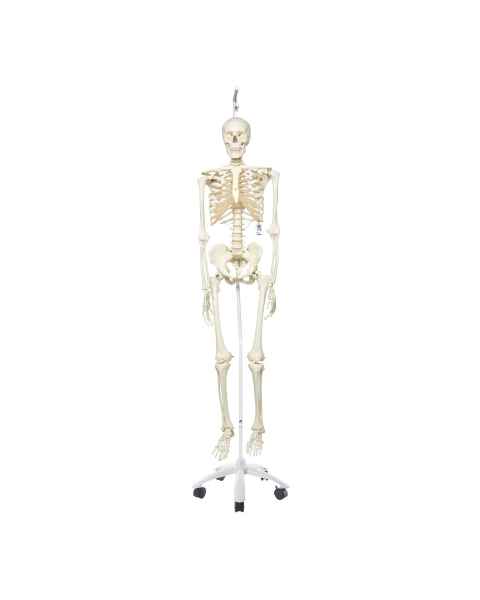 3B Scientific A10-1 Stan the Standard Skeleton on Hanging Roller Stand - 3B Smart Anatomy