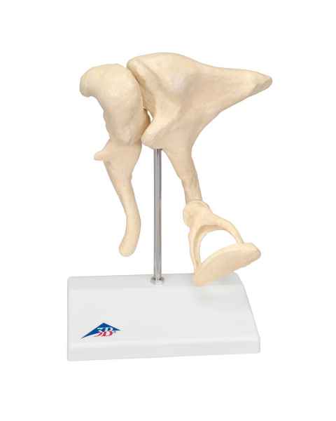 Ossicles - Magnified 20 Times Life Size