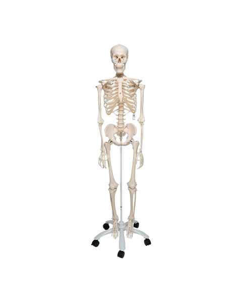 3B Scientific Model A10 Stan the Standard Skeleton on Pelvic Mounted Roller Stand - 3B Smart Anatomy