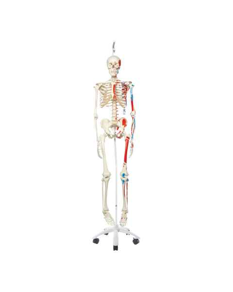 3B Scientific A11-1 Max the Muscle Skeleton on Hanging Roller Stand - 3B Smart Anatomy