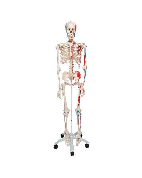 3B Scientific A11 Max the Muscle Skeleton on Pelvic Mounted Roller Stand - 3B Smart Anatomy