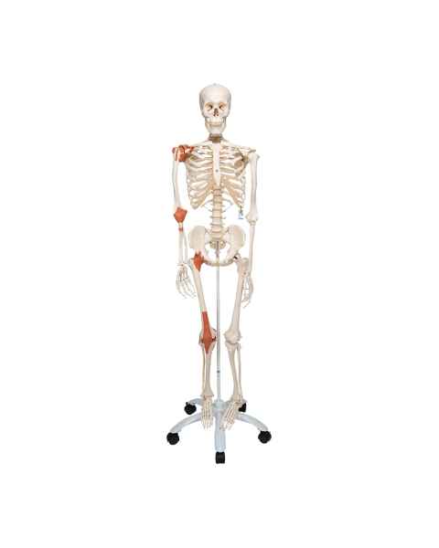 3B Scientific A12 Leo the Ligament Skeleton on Pelvic Mounted Roller Stand - 3B Smart Anatomy