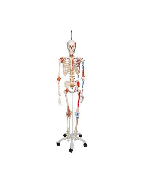3B Scientific A13/1 Sam the Super Skeleton with Muscles & Ligaments on Hanging Roller Stand - 3B Smart Anatomy