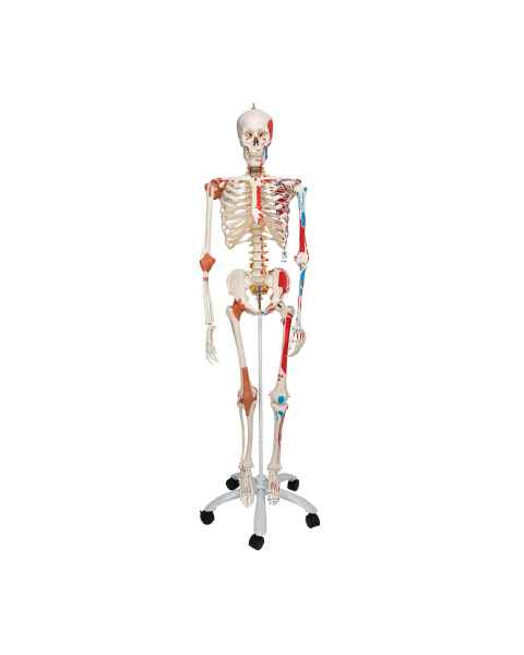 3B Scientific A13 Sam the Super Skeleton with Muscles & Ligaments on Pelvic Mounted Roller Stand