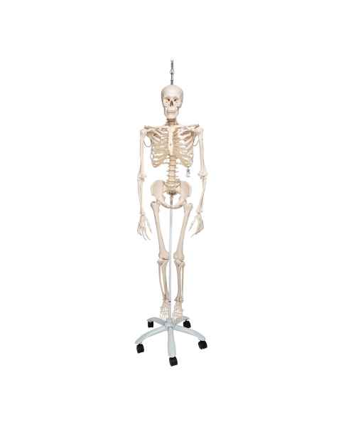 Phil the Physiological Flexible Skeleton on Hanging Roller Stand