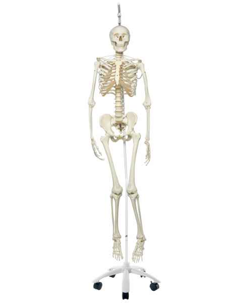 Frank the Functional Flexible Skeleton on Hanging Roller Stand