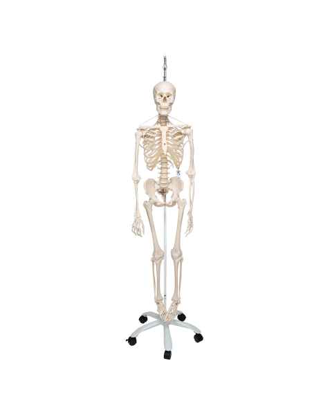 Frank the Functional Flexible Skeleton on Hanging Roller Stand