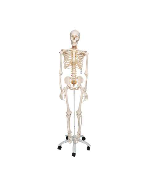 3B Scientific A15 Fred the Flexible Skeleton with Flexible Foot & Hand Wire Mounted - 3B Smart Anatomy