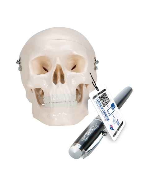 Mini Skull Model