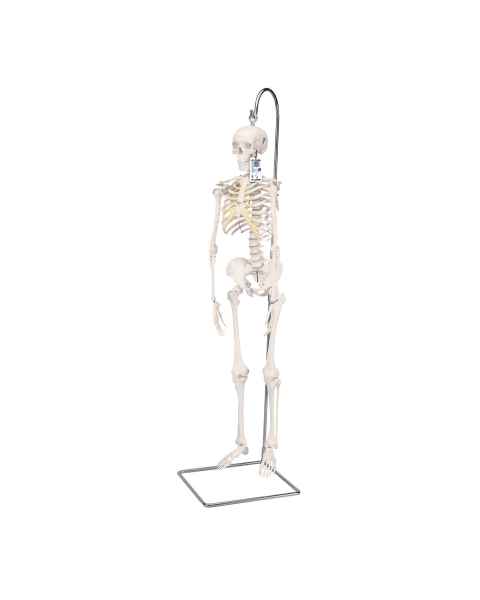 3B Scientific A18-1 Mini Skeleton on Hanging Stand - 3B Smart Anatomy