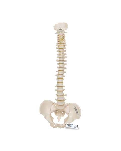 3B Scientific A18-20 Mini Vertebral Column - Flexible - No Stand - 3B Smart Anatomy