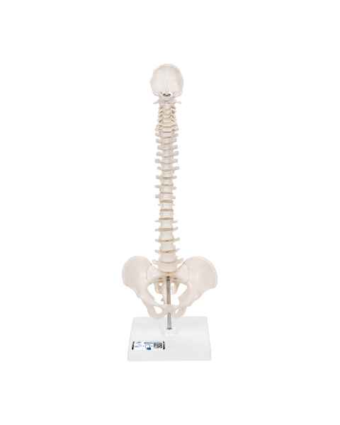 3B Scientific A18-21 Mini Vertebral Column on Stand - Flexible - 3B Smart Anatomy