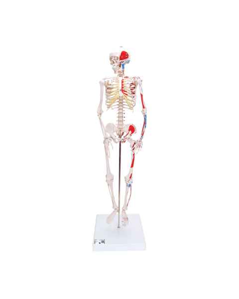 Mini Skeleton with Painted Muscles on Pelvic Mounted Base