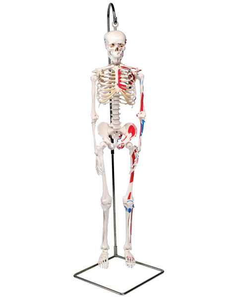 Mini Skeleton with Painted Muscles on Hanging Stand