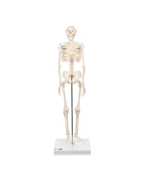 Mini Skeleton - Mounted on Base