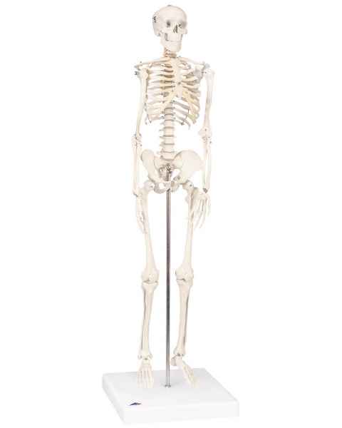 Mini Skeleton - Mounted on Base