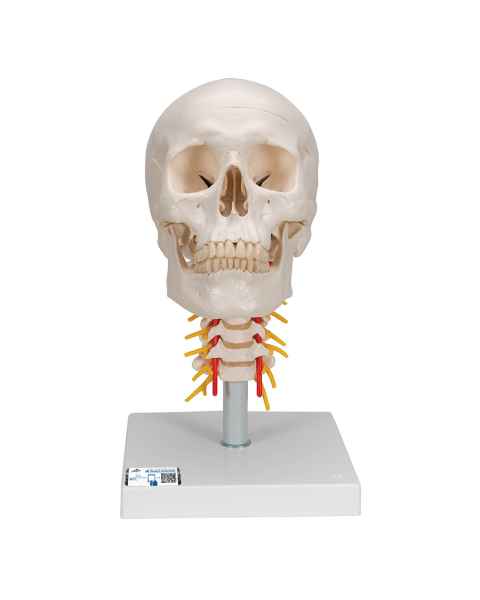 3B Sicentific A20-1 Human Skull with Cervical Vertebrae (4-Part)