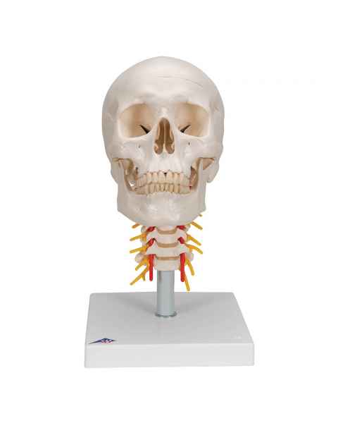 3B Sicentific A20-1 Human Skull with Cervical Vertebrae (4-Part)