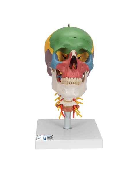 3B Scientific A20-2 Didactic Skull on Cervical Spine (4-Part)