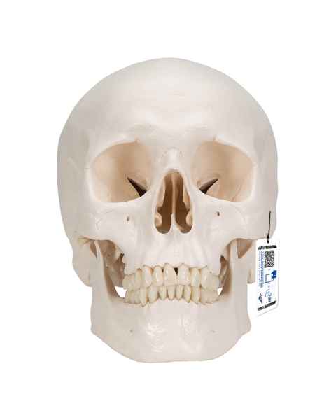 3B Scientific A20-9 Classic 3-Part Human Skull with 5-Part Brain - 3B Smart Anatomy