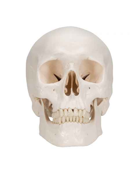 3B Scientific A20-9 Classic 3-Part Human Skull with 5-Part Brain