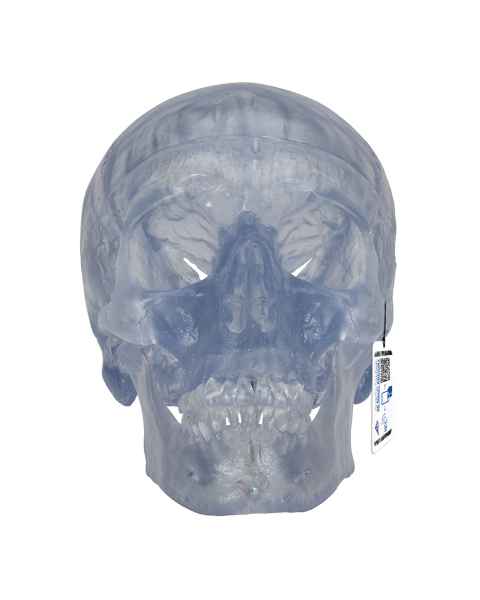 3B Scientific A20-T Classic Human Skull - Transparent (3-Part) - 3B Smart Anatomy