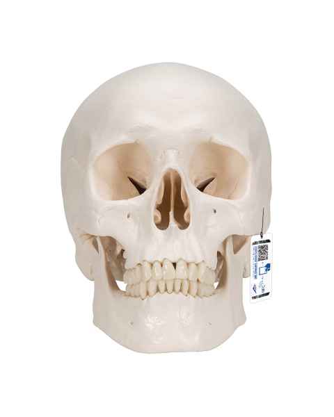 3B Scientific A20 Classic Human Skull (3-Part)