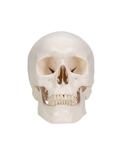 3B Scientific A20 Classic Human Skull (3-Part)