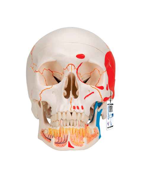 3B Scientific A22-1 Classic Painted Human Skull with Opened Lower Jaw (3-Part)