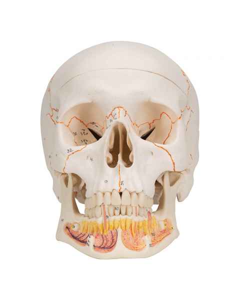 3B Scientific A22 Classic Human Skull with Opened Lower Jaw (3-Part)