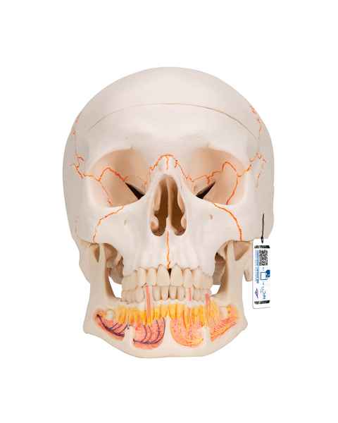 3B Scientific A22 Classic Human Skull with Opened Lower Jaw (3-Part)