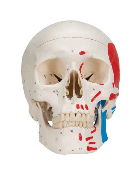 3B Scientific A23 Classic Human Skull with Painted Musculature (3-Part)