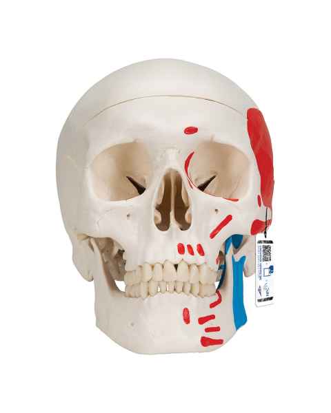 3B Scientific A23 Classic Human Skull with Painted Musculature (3-Part)